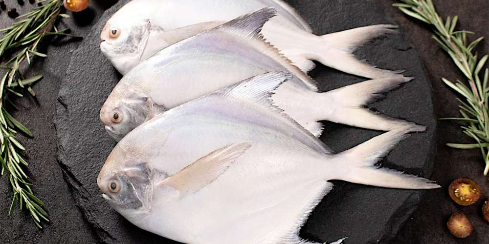 Fresh Live Catla Fish Wholesale