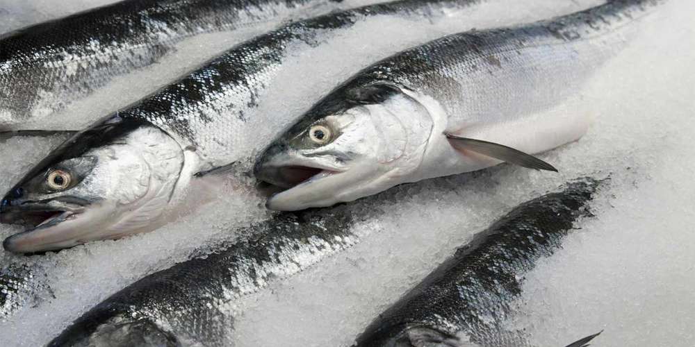 Fresh Live Catla Fish Wholesale