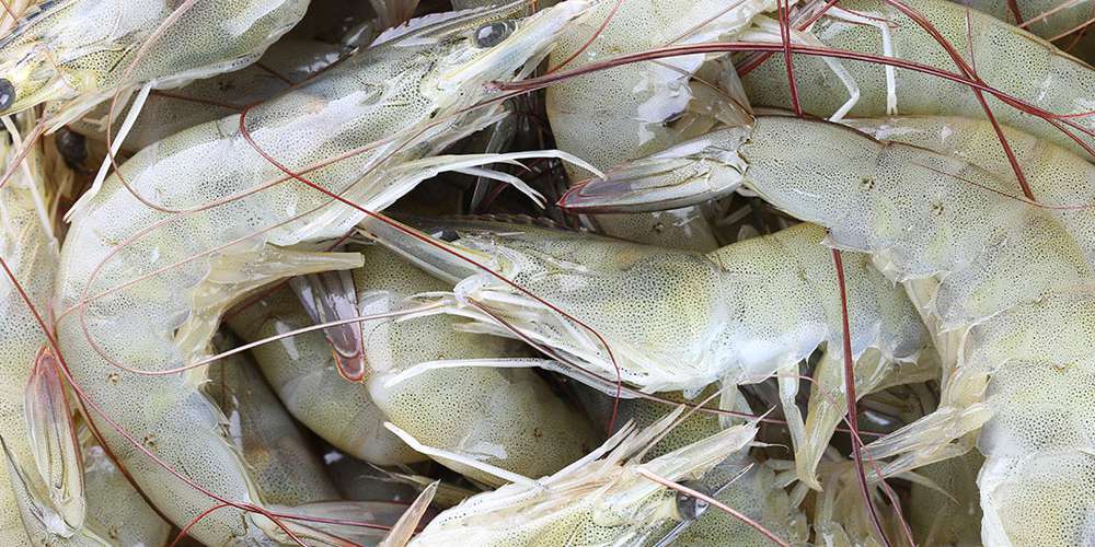 Fresh Live Catla Fish Wholesale