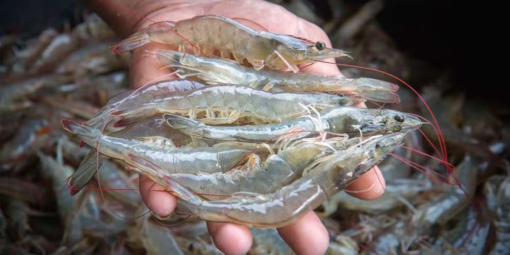 Fresh Live Catla Fish Wholesale