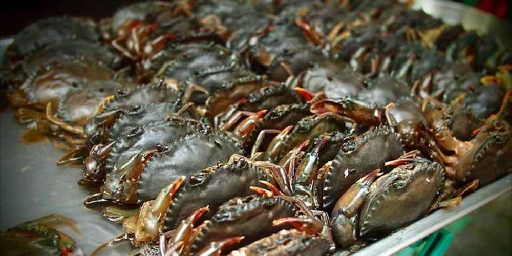 Fresh Live Catla Fish Wholesale