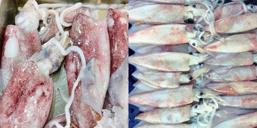 Fresh Live Catla Fish Wholesale